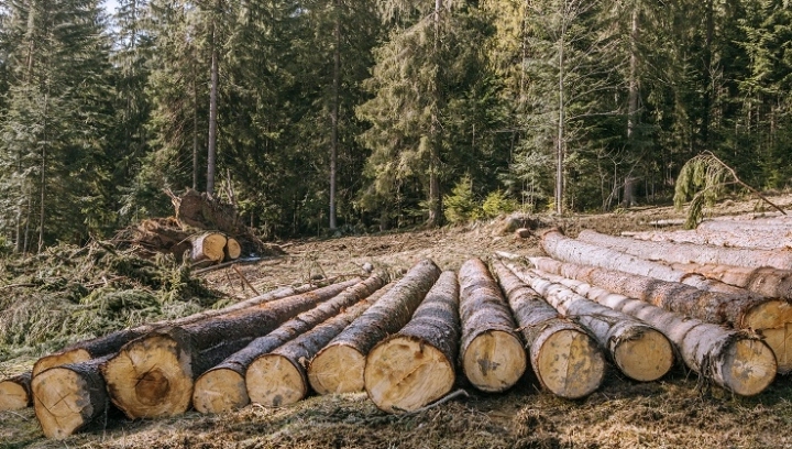 Ceres estimates that an area of tropical forests the size of Maine is lost to deforestation every year, with 65% of tree loss accounted for by cattle